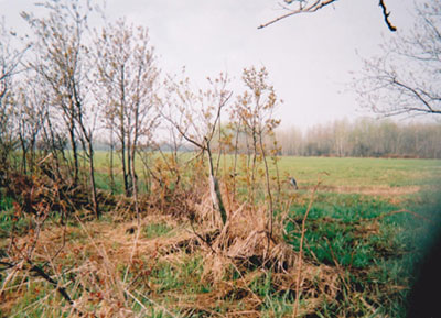 field green