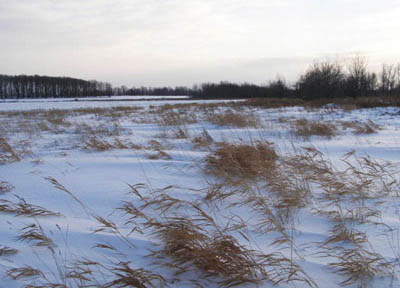 field snow