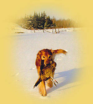 great retrieve!